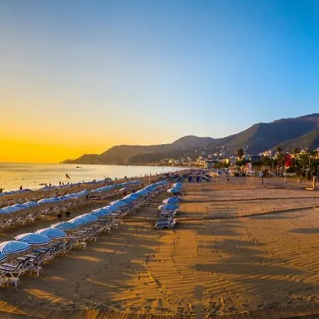 Sun Flower Kleopatra Alanya